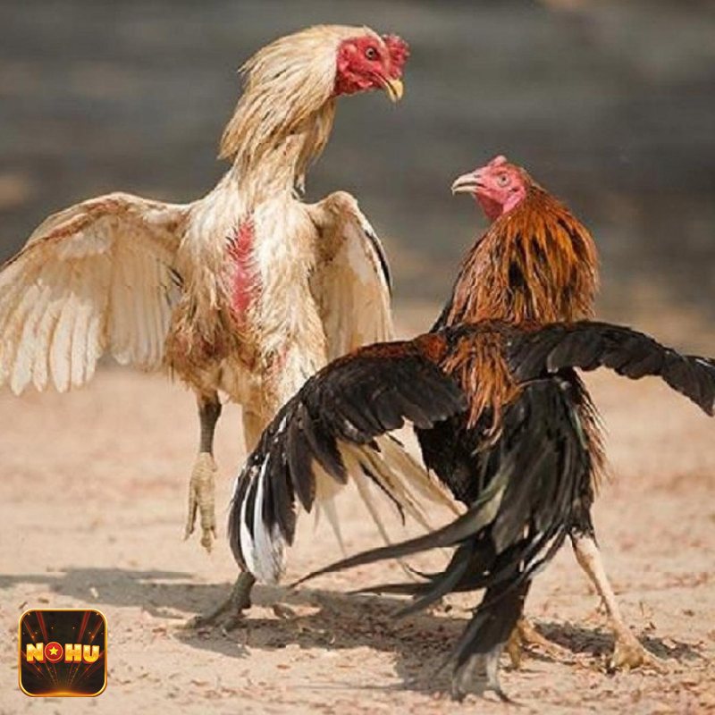 Đá Gà Cựa Sắt - Tìm hiểu nguồn gốc gà Đá Gà Cựa Sắt - Tìm hiểu nguồn gốc gà